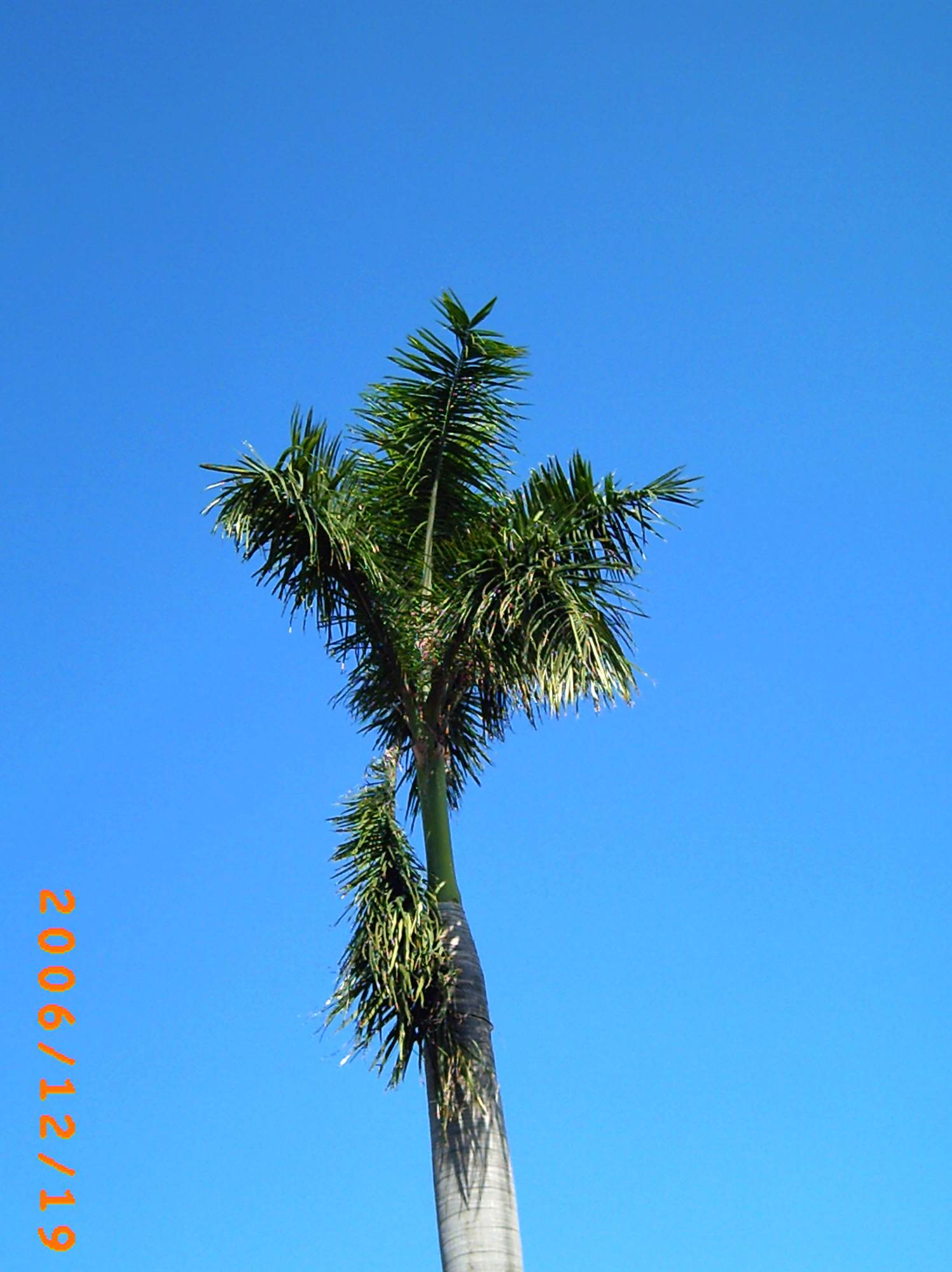 蓝天与树2.jpg