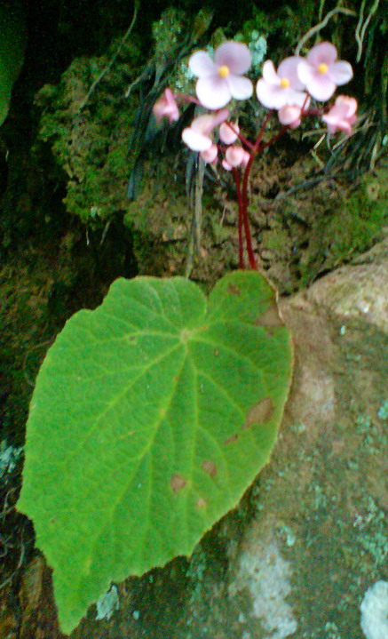 悬崖娇花.天葵二.jpg