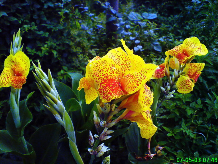 芭蕉7（小）.jpg