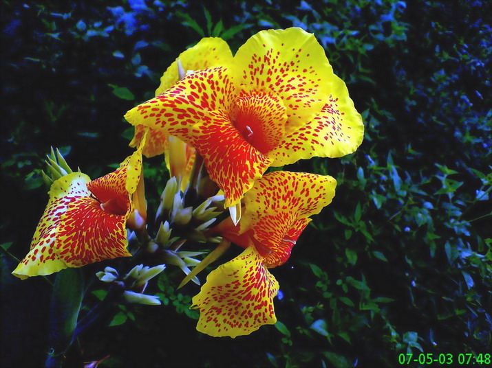 芭蕉6（小）.jpg