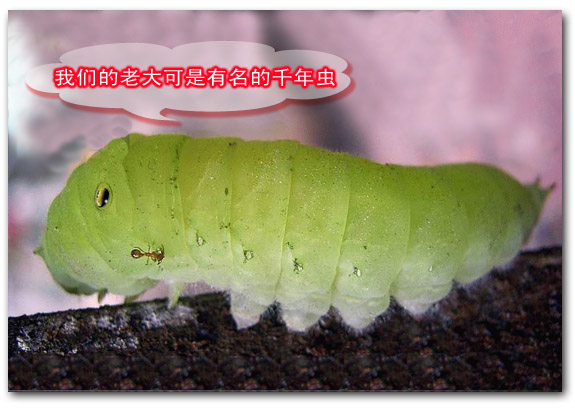 名称:  17.jpg
查看次数: 165
文件大小:  78.9 KB