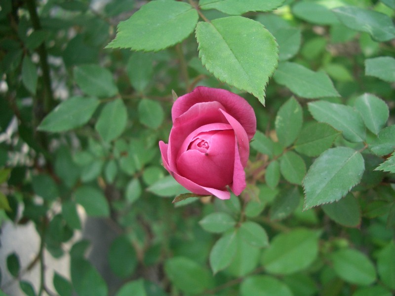 CIMG0389.JPG