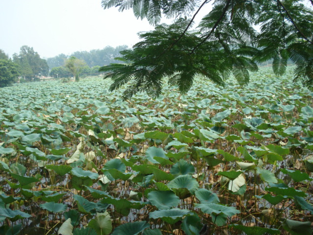 名称:  DSC00223.JPG
查看次数: 1315
文件大小:  150.3 KB
