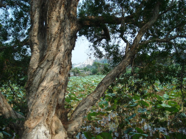 名称:  DSC00242.JPG
查看次数: 1135
文件大小:  145.4 KB