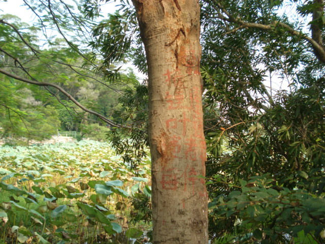 名称:  DSC00244.JPG
查看次数: 1153
文件大小:  149.7 KB