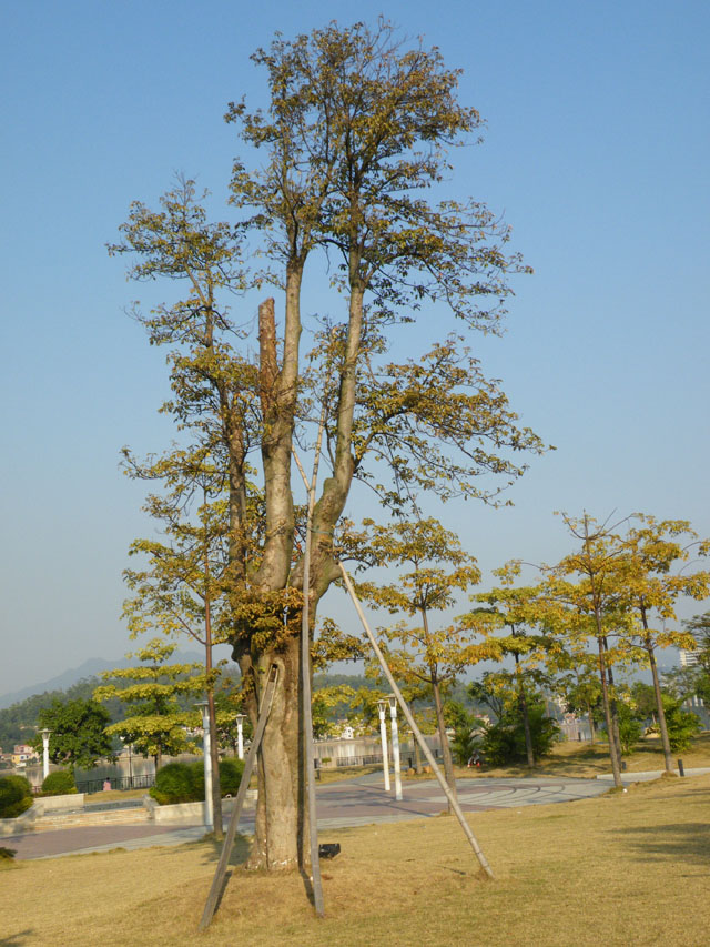 名称:  DSCF0146s.jpg
查看次数: 1098
文件大小:  186.1 KB