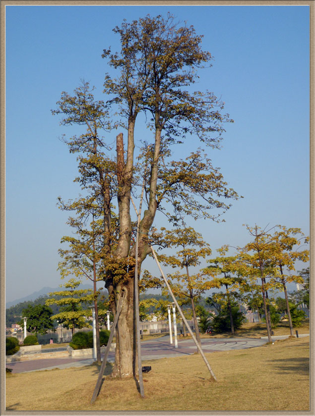 名称:  DSCF0146s2.jpg
查看次数: 1076
文件大小:  186.3 KB