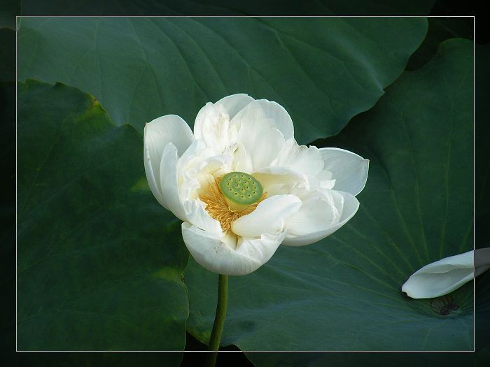 名称:  DSCF2261s.jpg
查看次数: 1848
文件大小:  39.0 KB