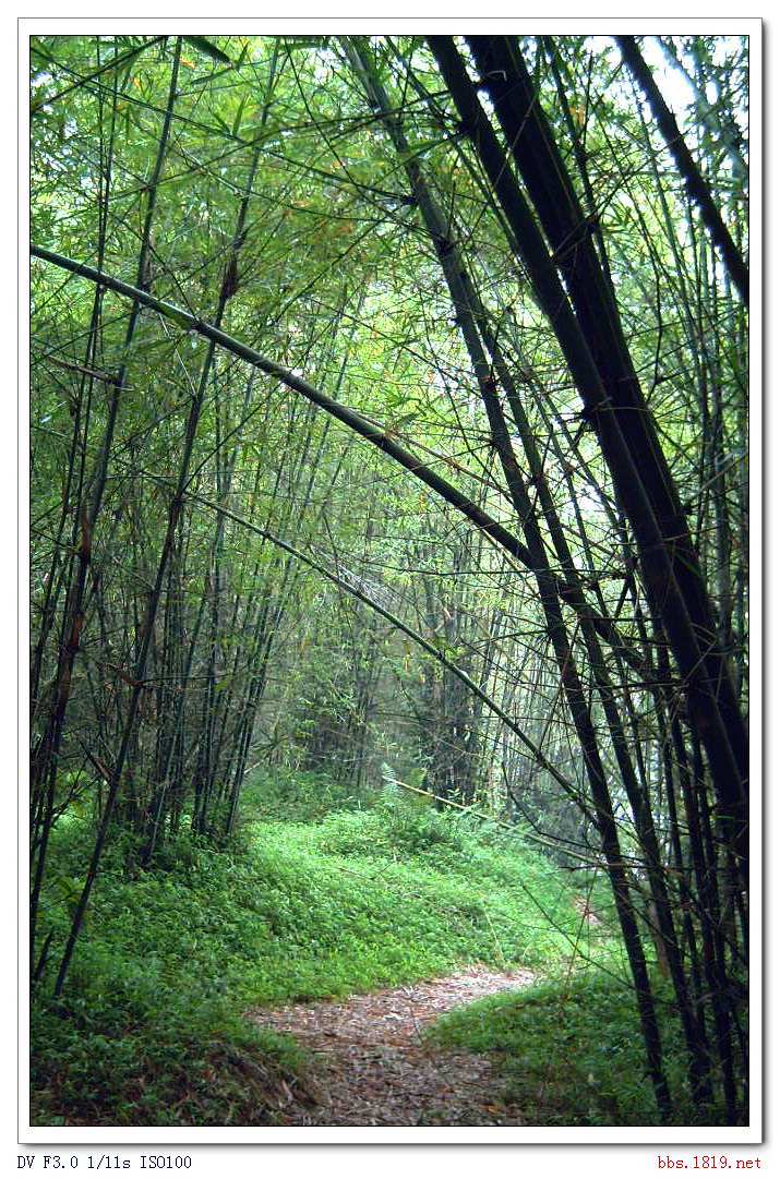 竹林小路11.jpg