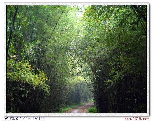竹林小路12.jpg