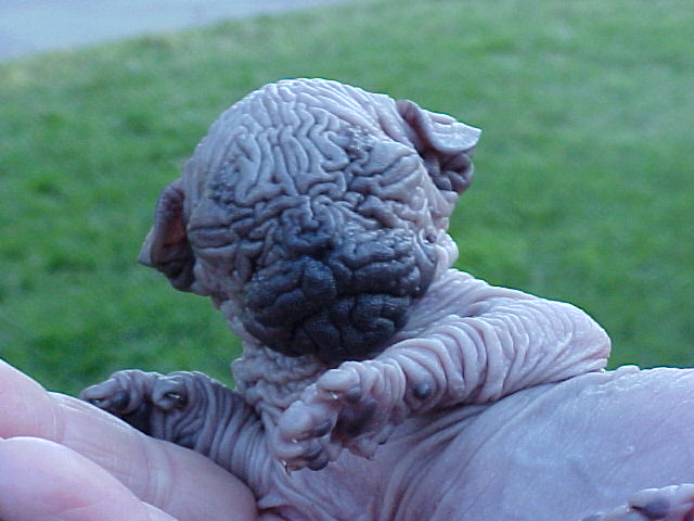 rat_cat_02.jpg