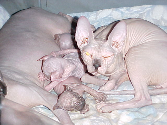 rat_cat_12.jpg