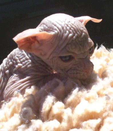 rat_cat_13.jpg