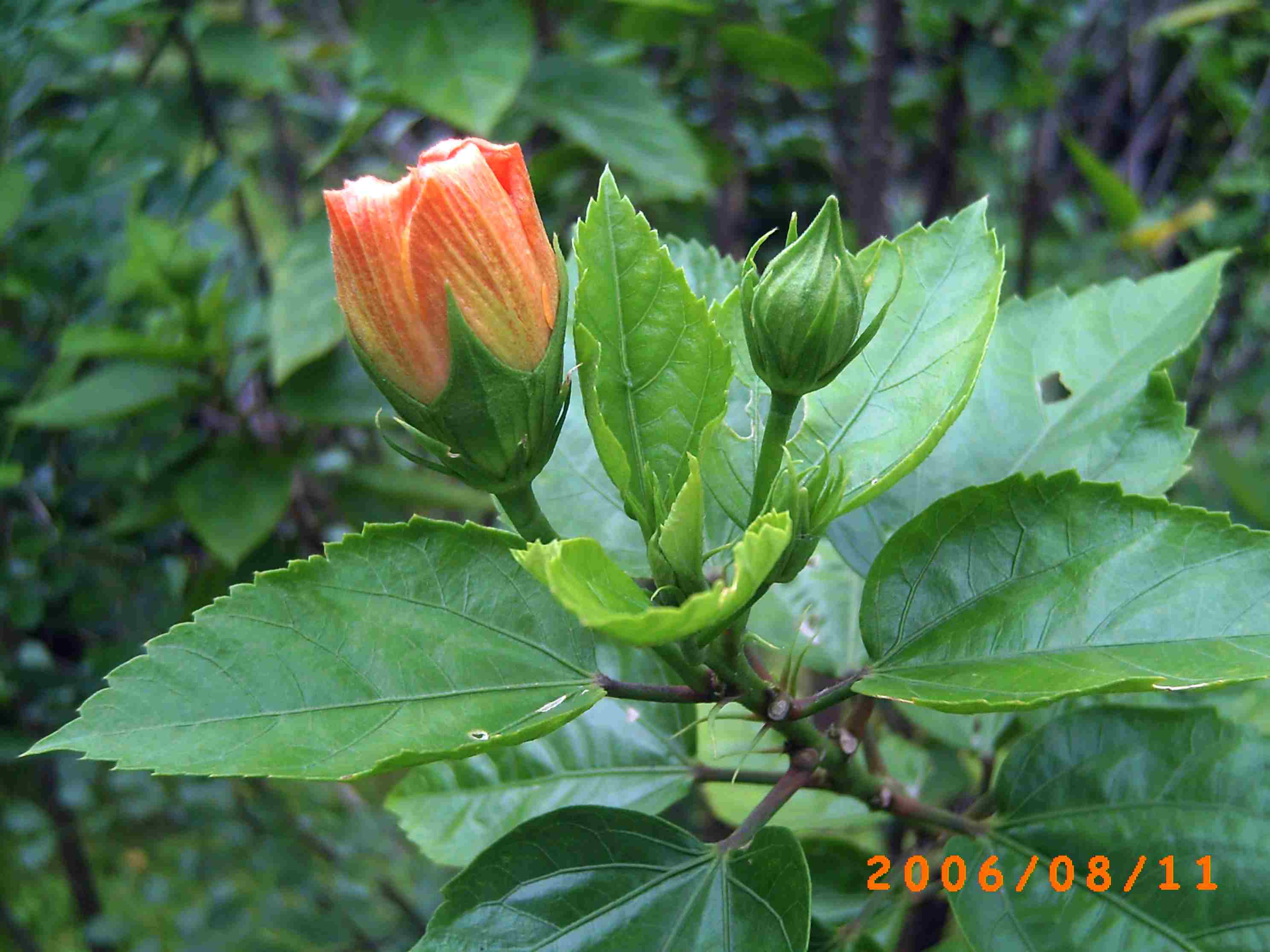 PICT0013.JPG